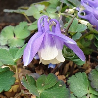 Aquilegia flabellata var. pumila